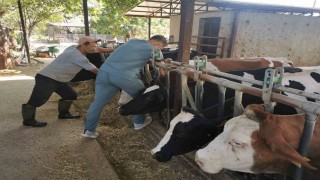 Bozdoğanda hastalıktan ari işletmelerde kontroller sürüyor