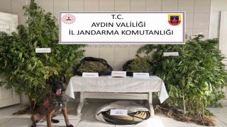 Bozdoğanda uyuşturucu operasyonu: Ormanlık alanda kenevir yetiştirmiş