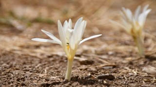 Bu çiçekler açınca yaylayı terk ediyorlar