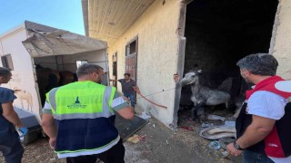 Bucadaki haralara terk edilen sahipsiz atlar kurtarıldı