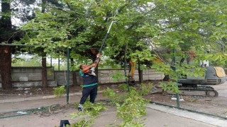 Budanan ağaçlar dar gelirli ailelere yakacak oluyor