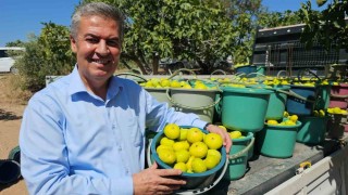 Buharkent Taze İncir Festivali Cuma günü başlıyor