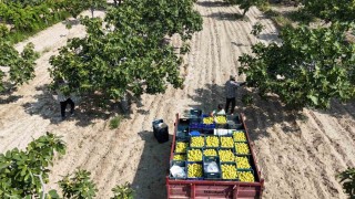 Buharkentin damak çatlatan lezzeti taze incir, sofralarda yerini aldı