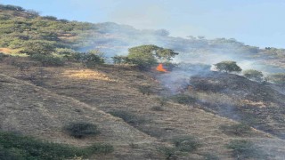 Buharkentte orman yangını