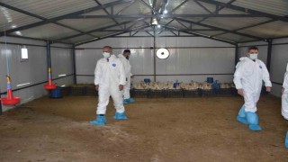 Bulanıkta Kaz Yetiştiriciliği projesi kapanış programı gerçekleştirildi