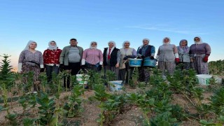 Buldanda kekik ve tütün üreticilerinin yüzü gülüyor