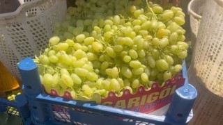 Buldanda üzüm bağlarında hasat başladı