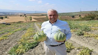 Bursanın ünlü Konaklı kavununda üretim iki kat arttı