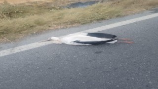 Büyükçekmecede leyleklerin çarptığı trafoda yangın