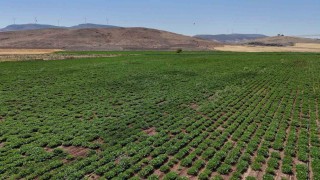 Büyükşehir, akıllı sulama sistemlerini Nurdağı ve İslahiyede hayata geçirdi