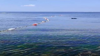 Caddebostanda yunuslarla vatandaşın yüzme keyfi kamerada