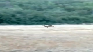 Çanakkalede alevler arasından kaçan karaca cep telefonu kamerasına yansıdı