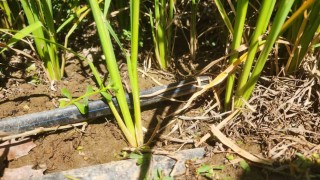 Çanakkalede çeltikler 5 yıldır damla sulama yöntemiyle yetiştiriliyor