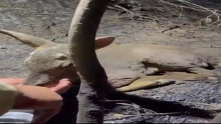 Çanakkalede çıkan orman yangınında yaralanan yavru ceylana ekipler su yetiştirildi