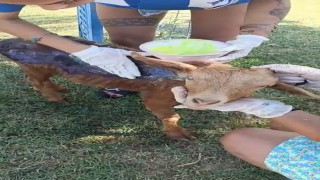 Çanakkalede orman yangınında yanan keçi Emekli Hayvanlar Çiftliğinde tedavi altına alındı