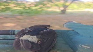 Çanakkalede tedavisi tamamlanan yavru kırlangıçlar doğaya salındı