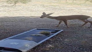 Çanakkaledeki yangında yaralanan karaca doğal alanına salındı