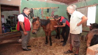 Çanakkaledeki yangınlarda mahsur kalan hayvanlara sağlık taraması