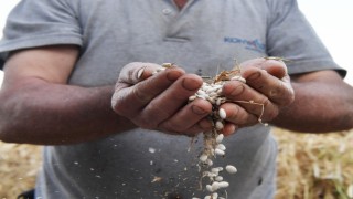 Çandır fasulyesi için coğrafi işaret başvurusu yapıldı