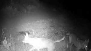 Çankırıda kurt sürüsü kamerada