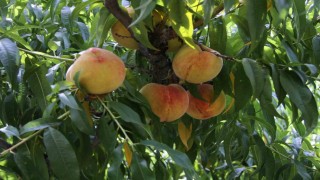 Çarşamba şeftalisinde hasat zamanı