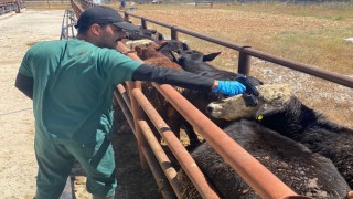 Çavdarhisarda ithal hayvan kontrolleri yapıldı