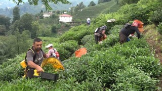ÇAYKUR Genel Müdürü Alim: Çay üreticileri de mağduriyetin kendilerinden olduğunun farkında