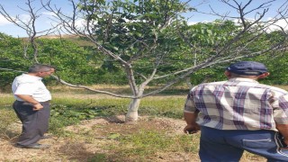 Ceviz ağaçlarında çeşit seçimi soruna sebep oldu