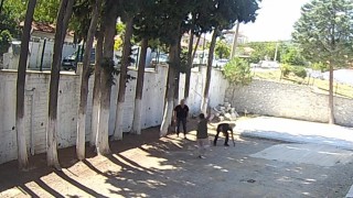 CHPli Belediye Başkanı taş döşemek istemeyen zabıtaları sopayla dövdü