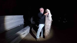 Çiçeközü Barajında dev yayın balığı