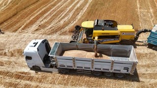 Çiftçinin emeği ürüne dönüştü, hasat mesaisi başladı