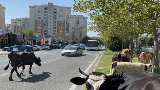 Çiftlikten firar eden inek sürüsü şehir merkezine indi