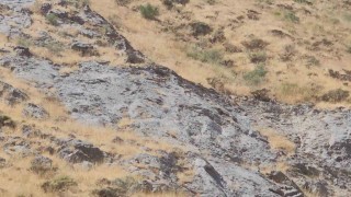 Cilo Dağında dağ keçileri görüntülendi