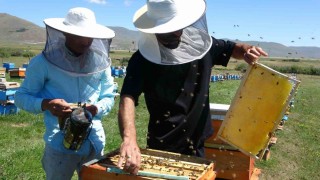 Coğrafi işaretli balın hasadı başladı; kilosu 1500 TLden satılıyor