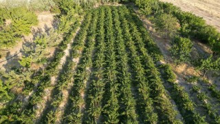 Coğrafi işaretli Erciş üzümünün bağ bozumu başladı