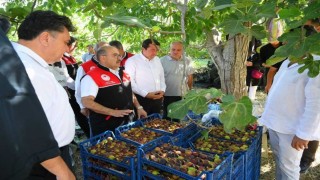 Coğrafi işaretli Havran siyah inciri hasadı başladı
