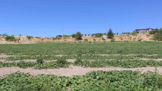 Coğrafi işaretli meşhur Kahramankazan kavunu yeniden sofralara dönüyor