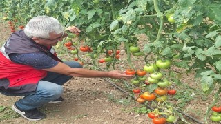 Coğrafi işaretli Simav Eynal domatesleriyle ilgili denetim çalışması