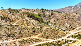 Çökertmede küle dönen ormanlar 5 yılda yeniden hayat buldu