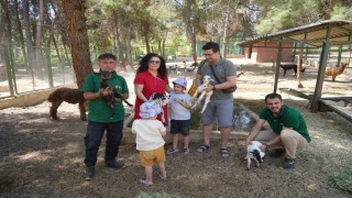 Cüce keçiler Gaziantep Doğal Yaşam Parkında dördüz doğuruyor