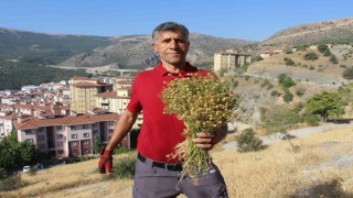 Dağ yamaçlarından topluyor, buketini 100 TLden satıyor