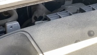 Dakikalarca mücadele vererek araç kaputundan miyavlama sesiyle kurtardığı yavru kedinin kendi kedisi olduğu ortaya çıktı