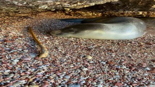Datçada karaya çıkan Akdeniz foku, koruma altına alındı