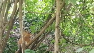 Davetsiz misafire böyle seslendi: Sincap kardeş ekmeğimi niye çaldın