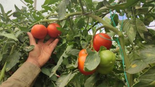 Dekarda 17 ton domates üreten çiftçinin yüzü güldü