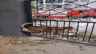 Demir korkuluklara sıkışan köpek itfaiye ekiplerince kurtarıldı