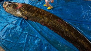 Demirköprü Barajında 114 kiloluk yayın balığı yakalandı