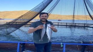 Demirözü Göletinde yetişen Alabalıklar Somon oldu