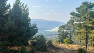 Denizlide orman yangını