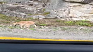 Dereli-Şebinkarahisar karayolunda sürücülere yaban keçisi sürprizi